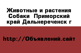 Животные и растения Собаки. Приморский край,Дальнереченск г.